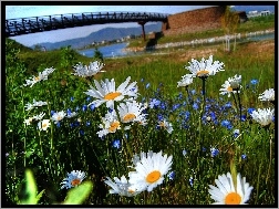 Kwiaty, Most, Wiosna, Rzeka